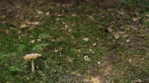Toxic Mushroom Stock Footage 41243051