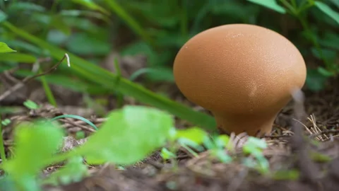 Toxic mushroom in the forest Stock Footage 169830026