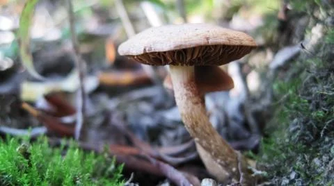 Toxic mushrooms Stock Photos