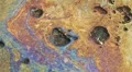 Toxic Oil Slick Rainbow Puddle  HD Footage
