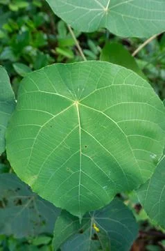 Toxic plant Foto stock