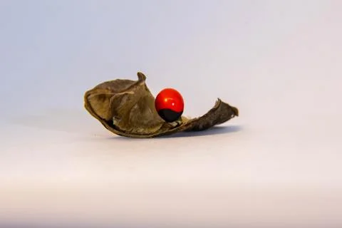 Toxic plant Stock Photos