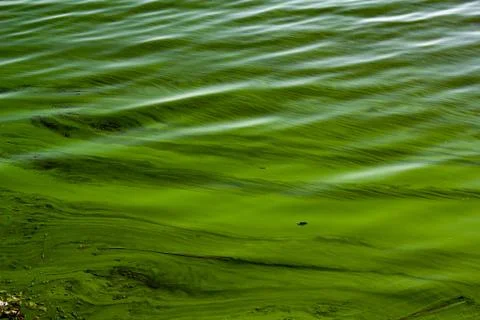 Toxic pollution in the river Stock Photos