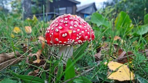 Toxic red fly agaric mushroom growing in green grass near small wildflower bud Stock Photos