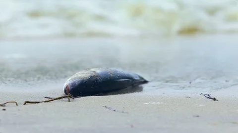 Toxic water killing animals, waves bringing dead sealife, fish dying on sand Stock Footage