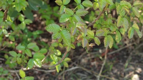 TOXICODENDRON DIVERSILOBUM LEAF Stock Footage 155770015
