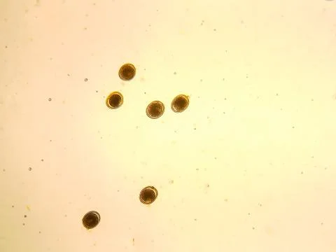 Toxocara cati egg under the microscope Stock Photos