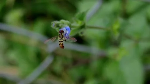 Toxomerus Hoverfly Pollinating Small Blue Flower Macro Close Up Video stock 343050242