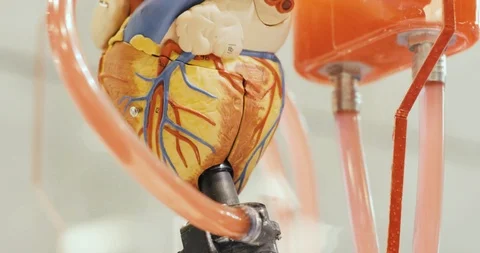 Toy anatomical functioning robotic human heart model with circulated liquid. 動画素材 116808846