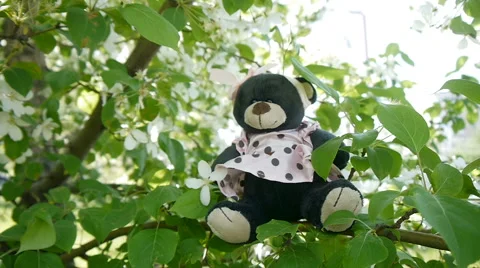 Toy bear on branches Stock Footage 63433405