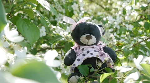 Toy bear on branches Stock Footage 63433425