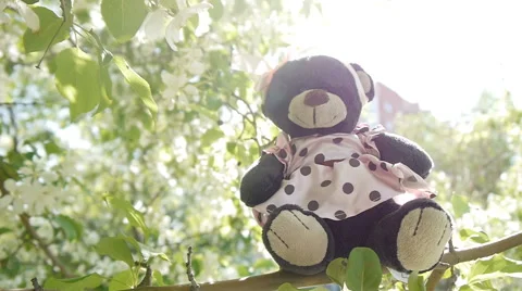 Toy bear on branches Stock Footage 63433527