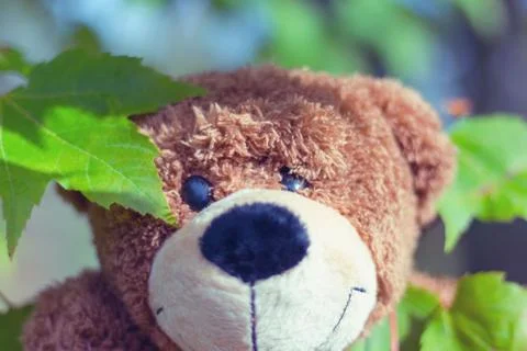 Toy Bear Peaking Through Tree Leaves 写真素材