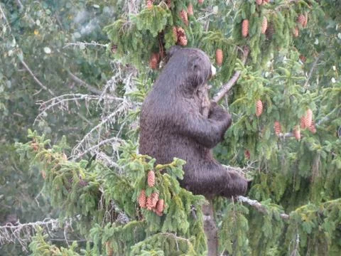 Toy bear on tree Foto stock