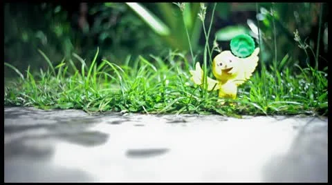 Toy bird timelapse Video stock 10736306