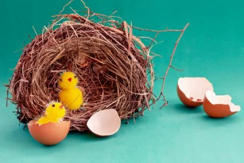 Toy chick in real egg shell broken.background blue Stock Photos