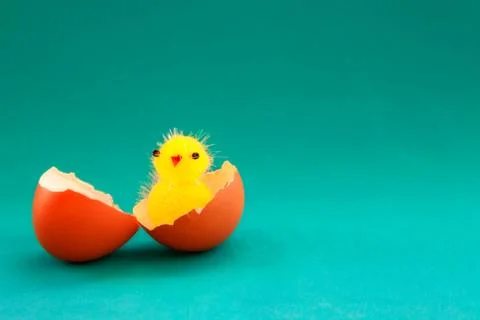 Toy chick in real egg shell broken.background blue Stockfoto's