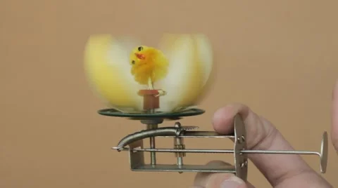 Toy Chick in Spinning Eggshell Stock Footage 46179756