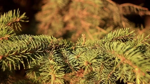 Toy Christmas tree stands Stock Footage 68660735