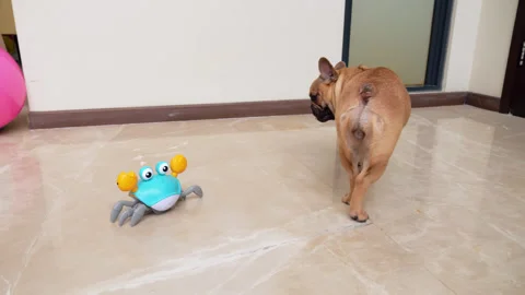 Toy crab run forth and back, disturb young Frenchie resting on the floor Stock Footage 310302890