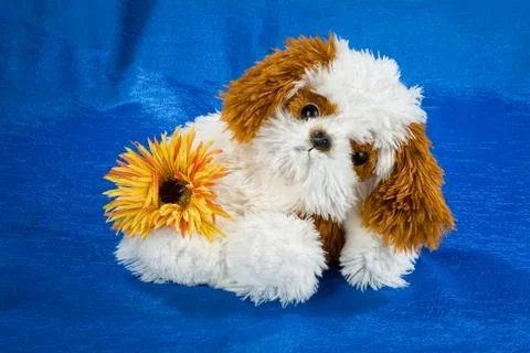 Toy Dog Stock Photos