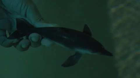 Toy dolphin in water Stock Footage 235375586
