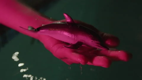 Toy dolphin in water Stockbeeldmateriaal 235375587
