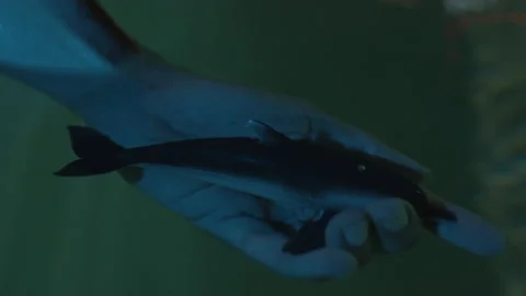Toy dolphin in water Stock Footage 235375688