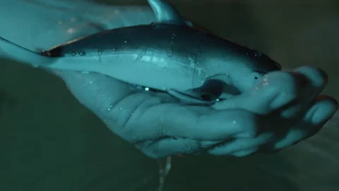 Toy dolphin in water Stock Footage 235382122