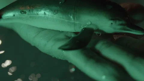 Toy dolphin in water Stock Footage 235382207