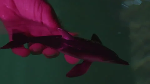 Toy dolphin in water Stock Footage 235382817