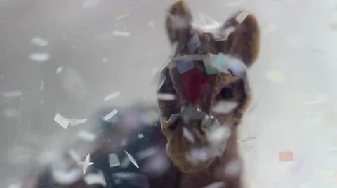 Toy donkey. Macro video. Video stock 34749713