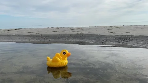 Toy duck Stock Footage 156164640