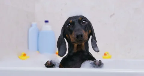 Toy ducks for bathing are scattered around tub, dachshund bathing in foam. On Stock Footage 185251785