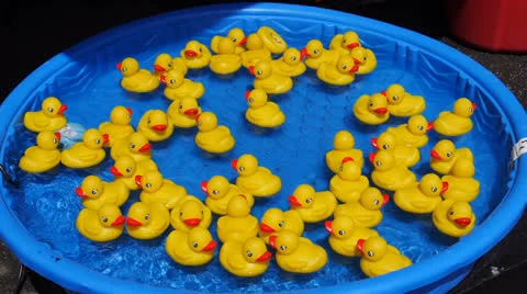 Toy ducks in pool Stock Footage 24780212