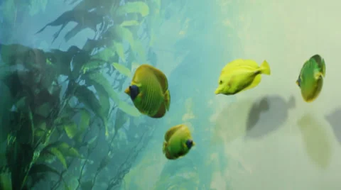 Toy Fish Stock Footage 31860288
