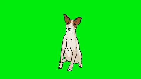 Toy Fox Terrier - Hand Drawn - Green Screen Stock Footage