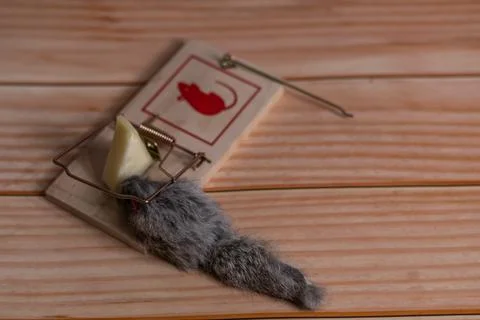 Toy mouse trapped in a trap Stock Photos
