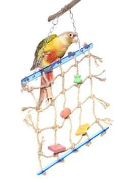 Toy for parrot Foto stock