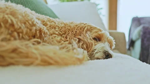Toy poodle and havanese mix resting on a couch in a cozy living room during the Stock Footage 332964154