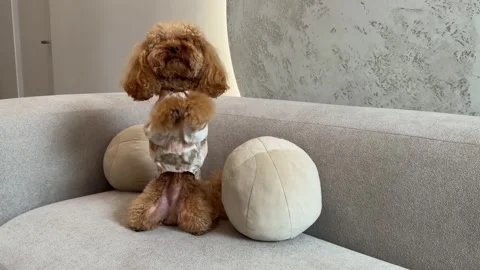 Toy poodle approaching on curved sofa with cushions Stock Footage 338055933
