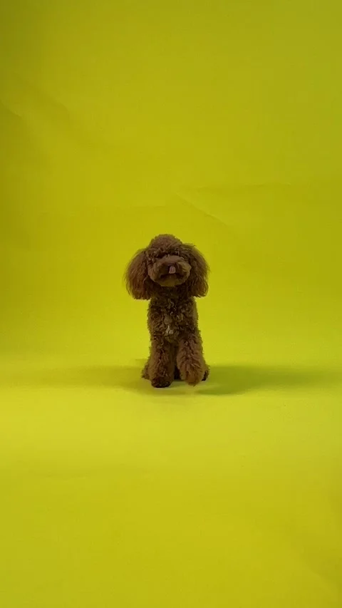 Toy poodle on a bright yellow background, evoking joy and fun Stock Footage 301395381