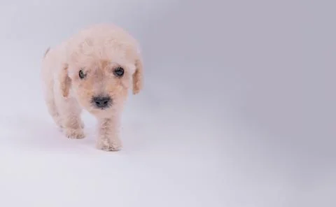 Toy poodle dog Stock Photos