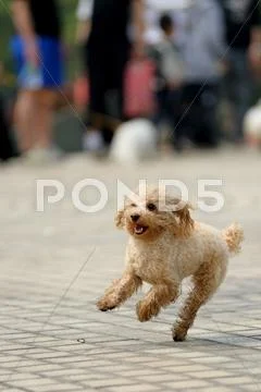 Toy poodle dog running Stock Photos