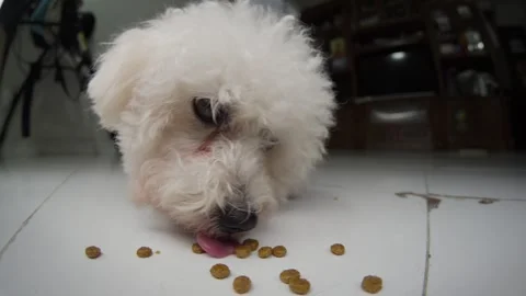 Toy Poodle Eats Dry Dog Food on White Floor Indoors, Close Up Slow Motion Stock Footage 334823866