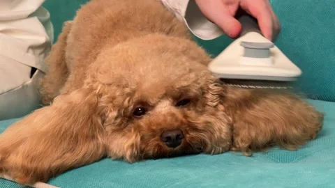 Toy poodle grooming sequence on teal sofa showing brushing progression from Vídeos de archivo 338064920