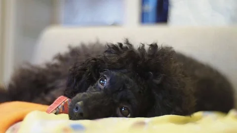 Toy poodle lying on the sofa. Stock Footage 81588871