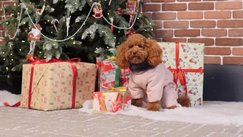 Toy poodle in a New Year's setting, surrounded by colorful gifts and decorations Stock Footage 294046939