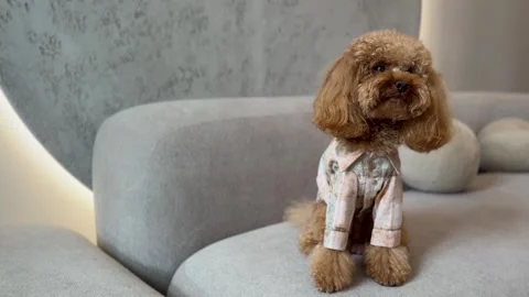 Toy poodle performing brief balancing and settling actions on modern curved sofa Stock Footage 338055188