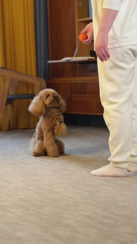 Toy poodle responding to orange ball cue beside standing person in cozy living Stock Footage 343771621